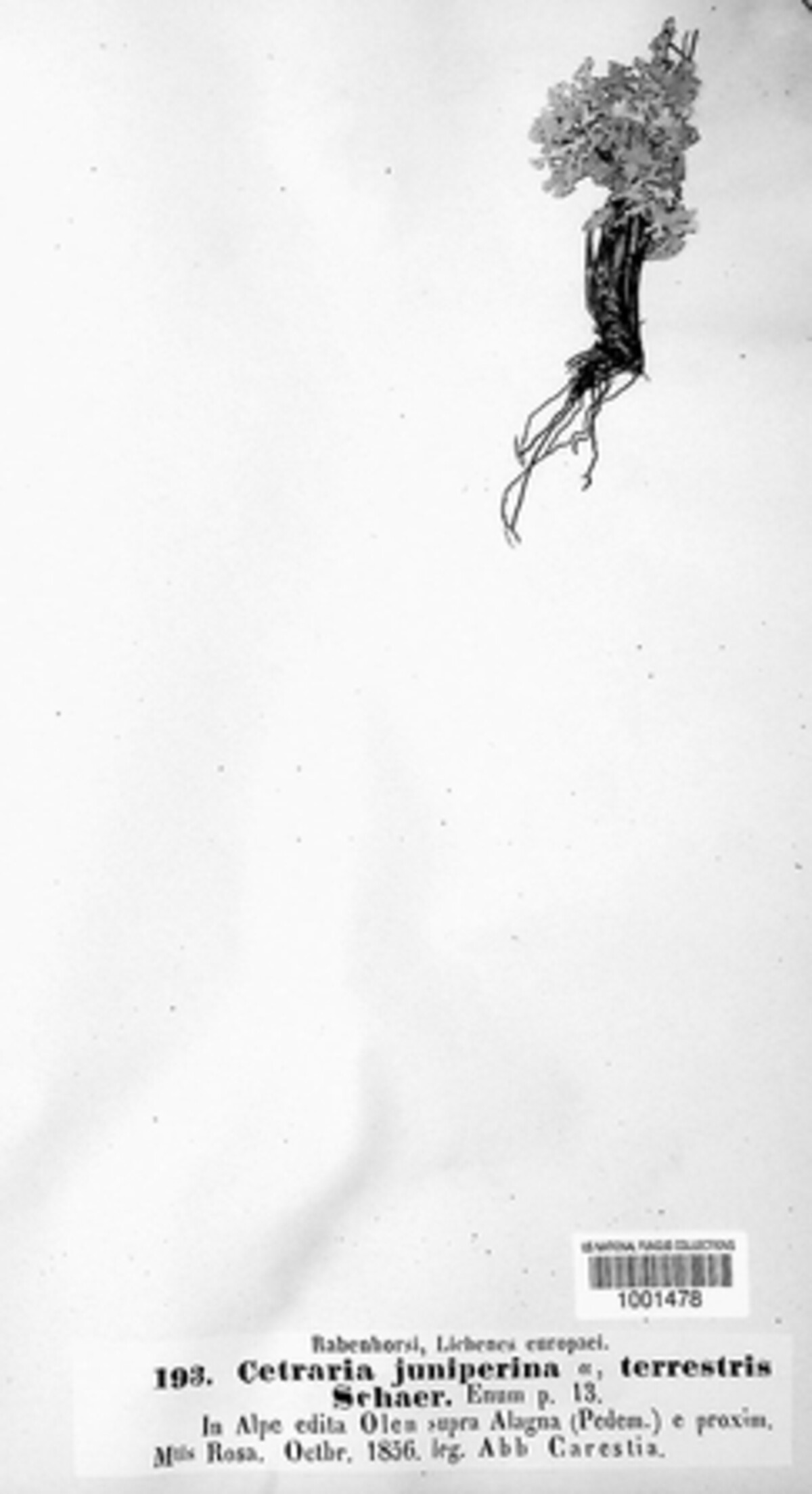 Vulpicida image